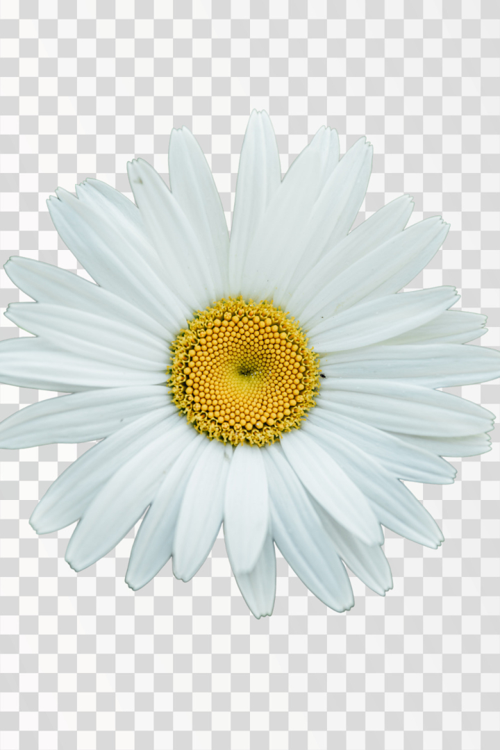 chamomile png,png,flower,white,yellow,flower png,white petals,yellow core,daisy,isolated,camomile,background,single,marguerite,spring,nature,botany,summer,beautiful,springtime,closeup,floral,beauty,garden,color,plant,growth,petal,sunlight,season,herb,chamomile,botanical,blossom,flora,asteraceae,bloom,blooming,clipping path,bright,nobody,lovely,cut out,flowery,daisyflower,leucanthemum,white background,wonderful,medicinal natural,close-up,top view,fresh