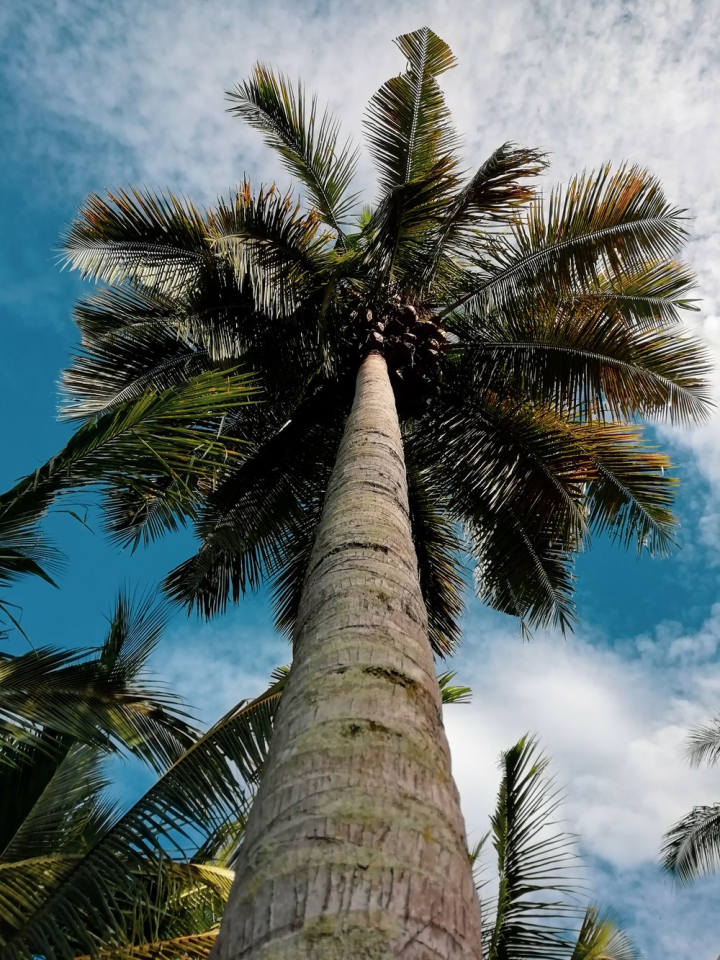 blue sky,bright,clear sky,clouds,coconuts,daylight,daytime,low angle photography,nature,palm leaves,palm tree,scenic,sky,tree