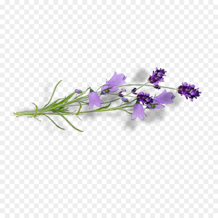 watercolor,paint,wet ink,flower,flowering plant,violet,purple,plant,lavender,bellflower,sweet pea,bellflower family,png