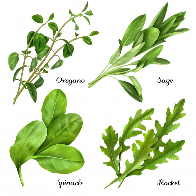 rucola,ripe,arugula,condiment,botany,oregano,sage,raw,seasoning,flavor,ingredient,culinary,taste,spinach,aroma,realistic,cuisine,spicy,collection,harvest,spice,vegetarian,flora,gardening,herb,eating,salad,vegetable,healthy,natural,rocket,cooking,plant,medicine,leaves,green,food