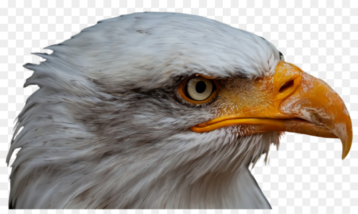 beak,bird,eagle,bald eagle,bird of prey,accipitridae,hawk,closeup,buzzard,png