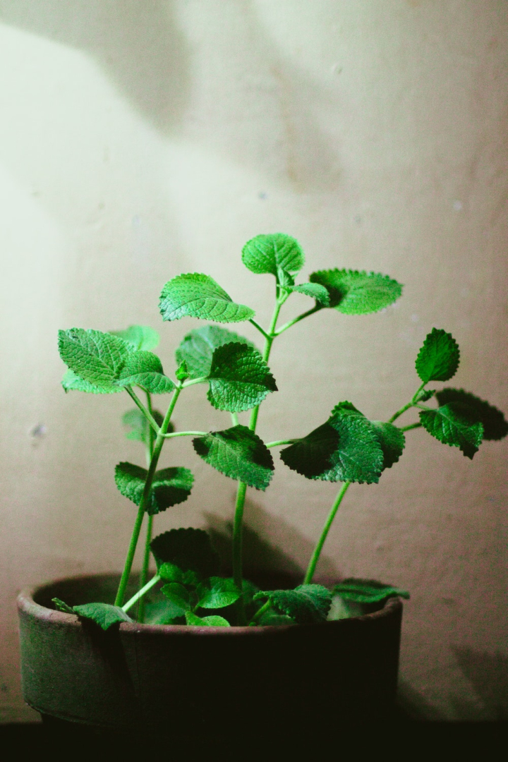 aromatic,botanical,clay pot,fresh,freshness,green,green leaves,greenery,growth,herbal,indoor plant,leaves,oregano,plant,pot,potted plant,texture