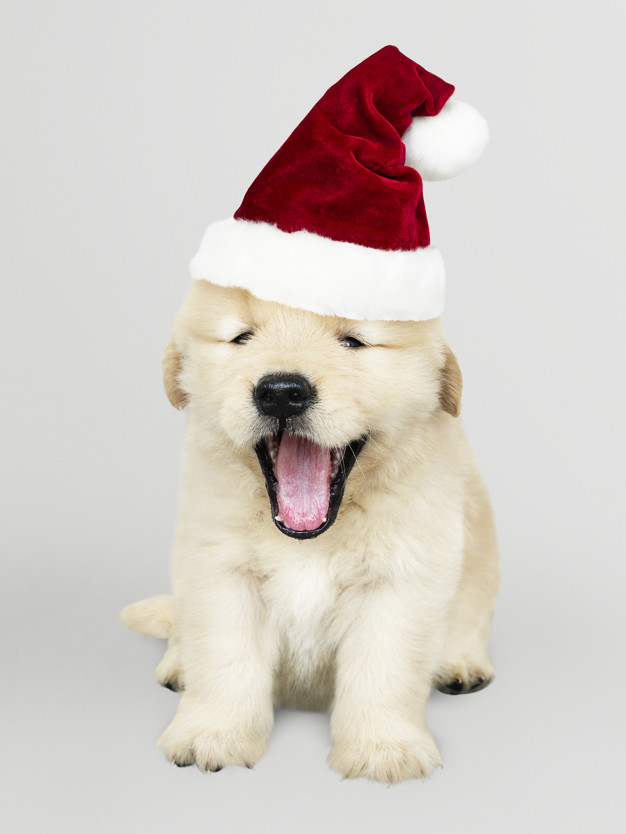 mouth open,sticking out,purebred,sticking,adorable,canine,pedigree,pup,wearing,breed,retriever,yawn,posing,fluffy,little,golden retriever,cheerful,small,best friend,smiling,fur,tongue,greetings,leg,costume,puppy,christmas santa,season,portrait,sitting,seasons,festive,happiness,background white,celebration background,cute animals,best,paw,young,background christmas,christmas hat,friend,cute background,studio,psd,gray background,open,gray,fun,seasons greetings,golden background,mouth,santa hat,hat,pet,golden,white,christmas party,holiday,happy,celebration,cute,animal,xmas,dog,santa,party,winter,christmas background,christmas,background