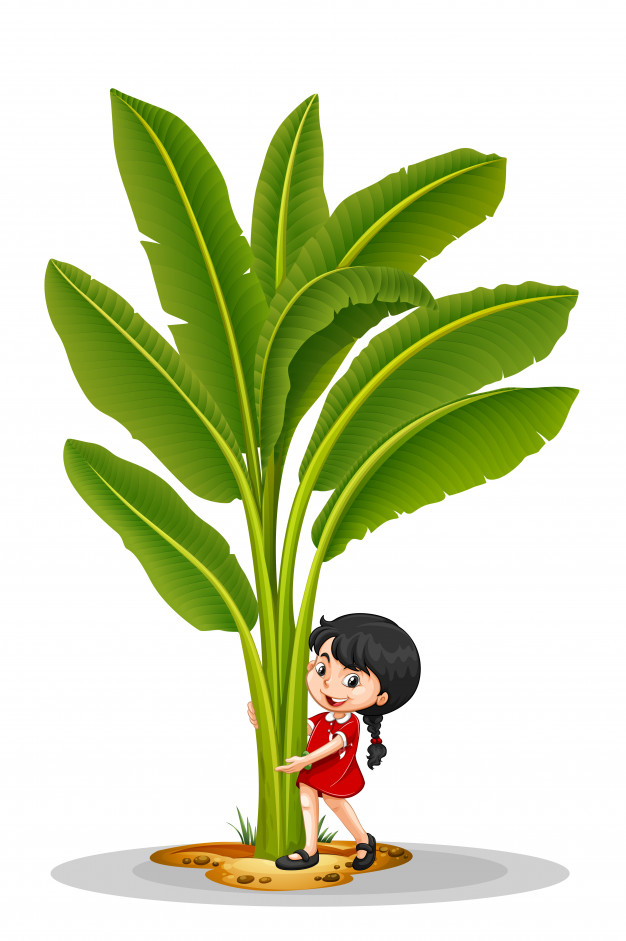 pupil,banana tree,planting,palm,banana,child,tropical,kid,student,girl,tree