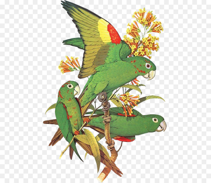 budgerigar,bird,lovebird,macaw,parakeet,beak,parrots,cockatoo,pet,loriini,parrot,true parrot,wing,plant,png