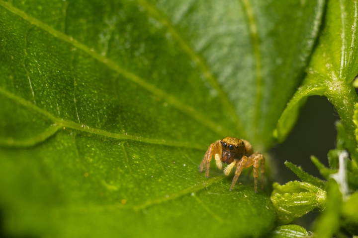 Free: Macro Photo of Brown Spider on Leaf - nohat.cc