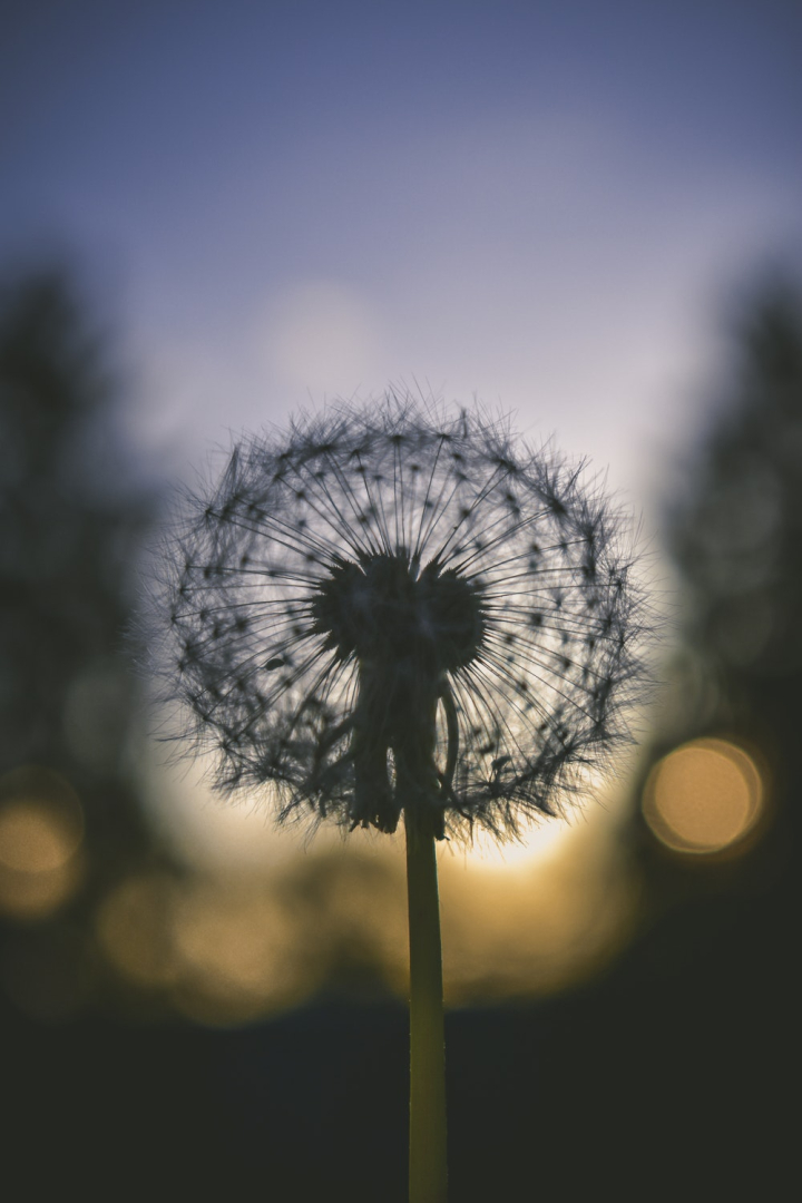 Free: Selective Focus Photography Of Dandelion 
