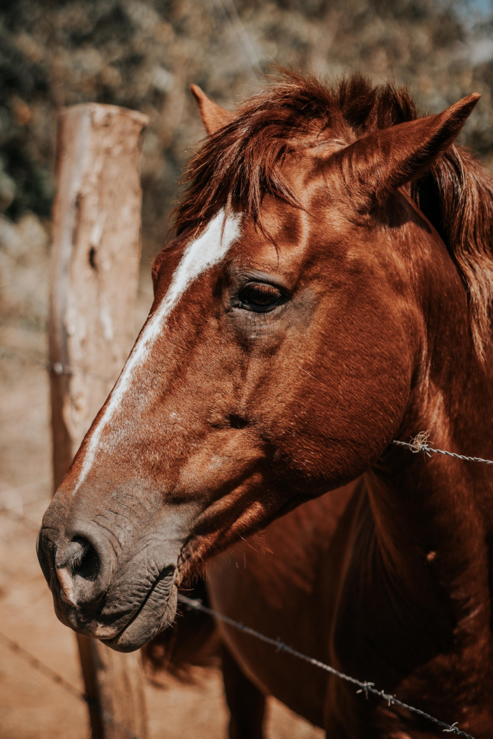 animal,brown,cavalry,close-up,domestic,equine,horse,livestock,mammal,mare,stallion