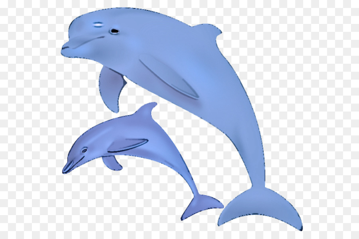 dolphin,common bottlenose dolphin,bottlenose dolphin,fin,marine mammal,shortbeaked common dolphin,cetacea,wholphin,common dolphins,png