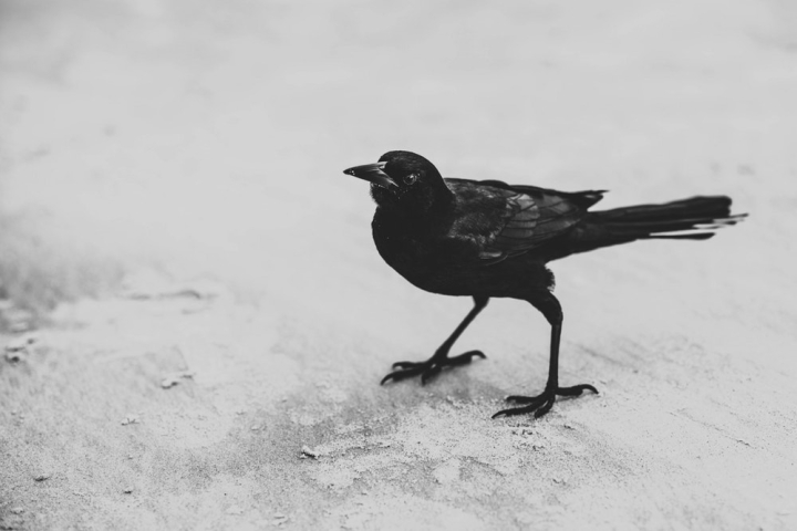 animal,black and white,black-and-white,crow,feathers,raven,wildlife