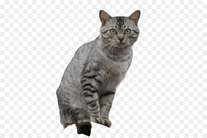cat,small to mediumsized cats,british shorthair,whiskers,european shorthair,tabby cat,png