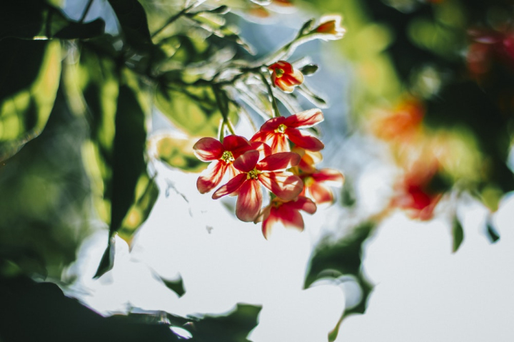 beautiful,blooming,blossom,blur,branch,bright,color,flora,flowers,focus,fresh,freshness,growth,petals