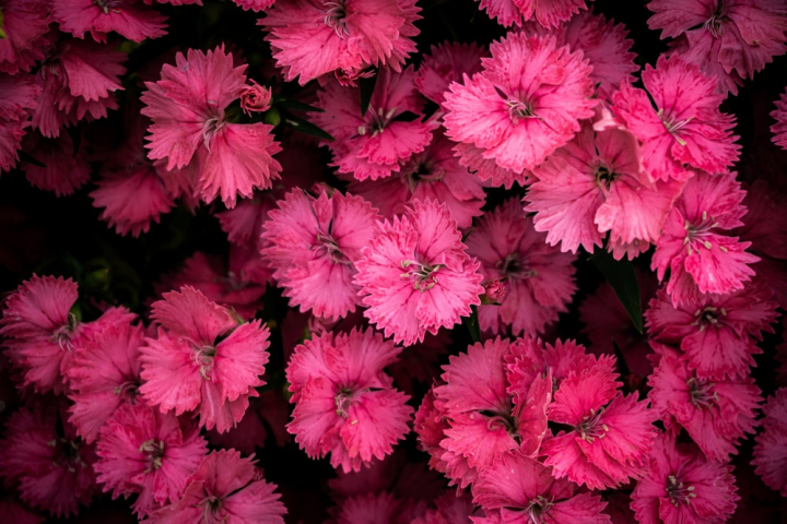 Pink Flower Photos, Download The BEST Free Pink Flower Stock Photos & HD  Images