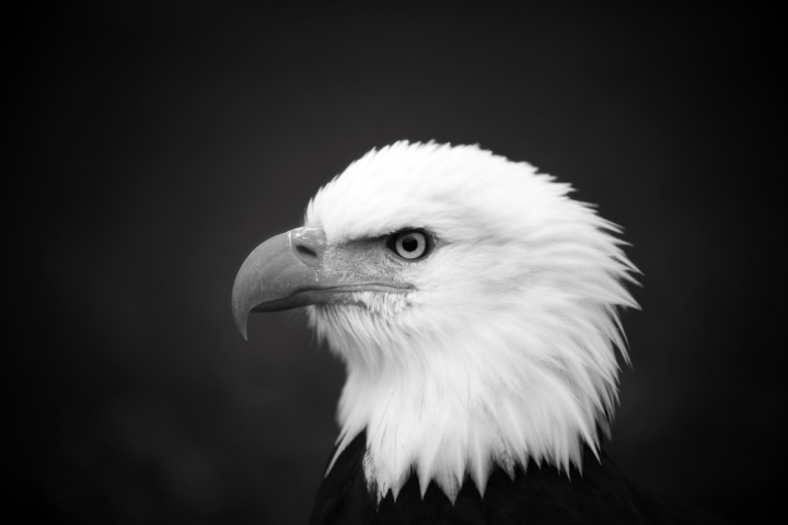 bald eagle,beak,bird,bird of prey,black and white,bnw,close up,eagle,eye,feathers,flight,hunter,looking,predator,prey,raptor,staring,white,wild,wildlife