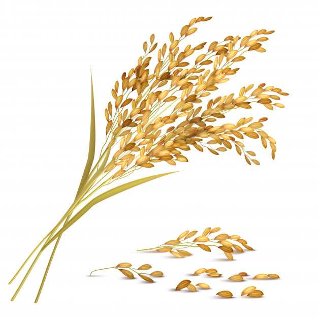 oilseed,ripe,buckwheat,yield,stalk,bunch,raw,oatmeal,ingredient,gluten,oat,agricultural,crop,rural,realistic,sack,collection,object,harvest,cereal,farming,grow,season,flour,grain,seed,nutrition,field,corn,healthy,product,illustration,natural,market,breakfast,organic,plant,wheat,rice