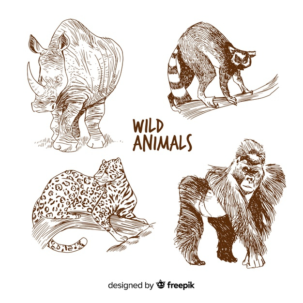 Free Vector  Hand drawn wild animals