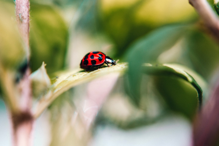 beetle,insect,ladybird,ladybug,leaf,little,selective focus