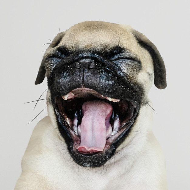 mouth open,sticking out,purebred,pooch,sticking,head shot,adorable,canine,pedigree,pup,breed,solo,yawn,whiskers,domestic,little,cheerful,small,best friend,looking,smiling,shot,laughing,alone,beige,tongue,leg,pug,puppy,portrait,expression,happiness,hanging,background white,cute animals,best,young,friend,cute background,studio,psd,gray background,open,gray,head,mouth,eyes,pet,white,happy,white background,face,cute,animal,dog,background
