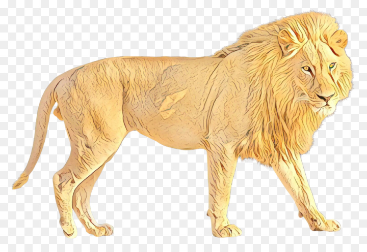 Felidae Masai Lion Carnivore Live Wallpaper - free download