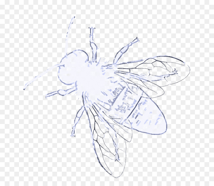 insect,fly,wing,pest,line art,membranewinged insect,drawing,png