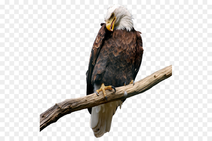 bird,bald eagle,eagle,beak,bird of prey,kite,accipitridae,falconiformes,png