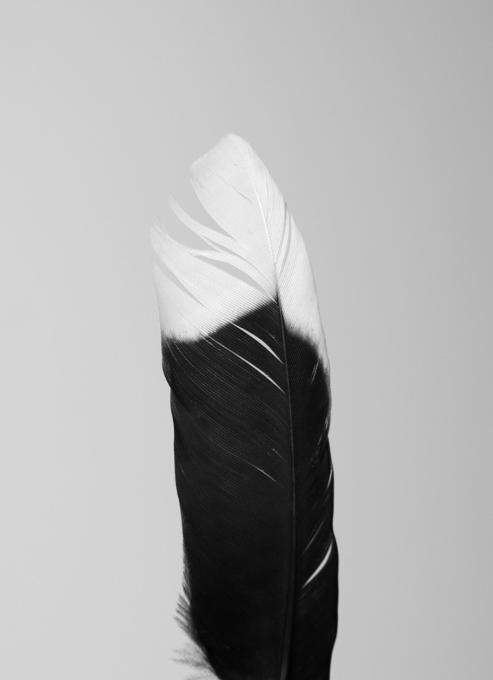 feather,magpie feather
