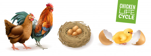 fertilized,newly,breeding,yolk,reproduction,lay,embryo,hatch,zoology,domestic,livestock,poultry,composition,horizontal,adult,realistic,set,nest,chick,hen,production,biology,young,shell,cycle,shadow,development,life,growth,rooster,egg,natural,organic,process,stage,science,chicken,farm,animal,bird,education,school