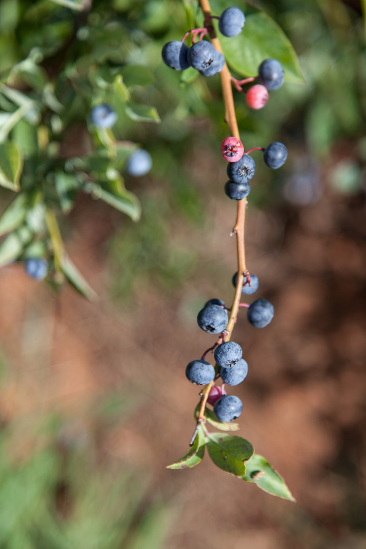 antioxidant,berries,blueberries,blurred background,bright,close-up,colors,daylight,delicious,eating healthy,environment,focus,food,fresh,fresh fruits,freshness,fruits,green,grow,growth,healthy,healthy food,juicy,nature,outdoors,tasty