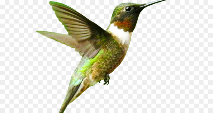 desktop wallpaper,hummingbird,bird,computer icons,watercolor painting,vertebrate,rufous hummingbird,beak,rubythroated hummingbird,jacamar,piciformes,pollinator,png