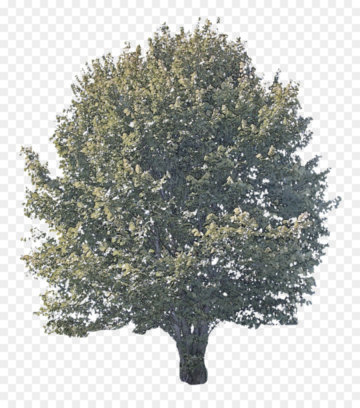 tree,plant,woody plant,leaf,flower,grass,shrub,plane,oak,png