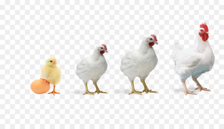 broiler,chicken,poultry farming,poultry feed,poultry,farm,egg,meat,food,production,agriculture,bird,vertebrate,white,beak,galliformes,livestock,adaptation,fowl,rooster,comb,png