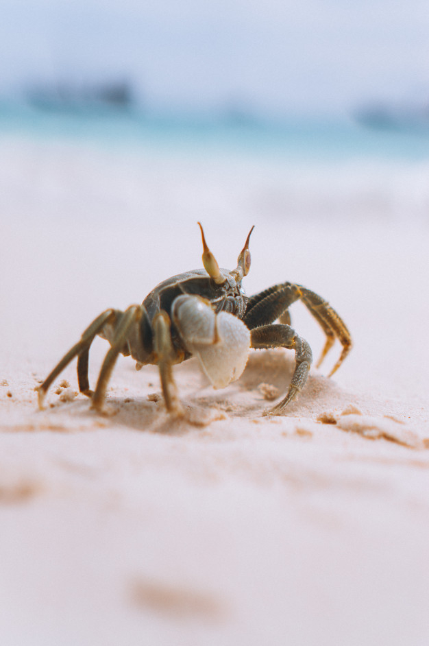 Free: Little cute crab at the beach by the ocean Free Photo 