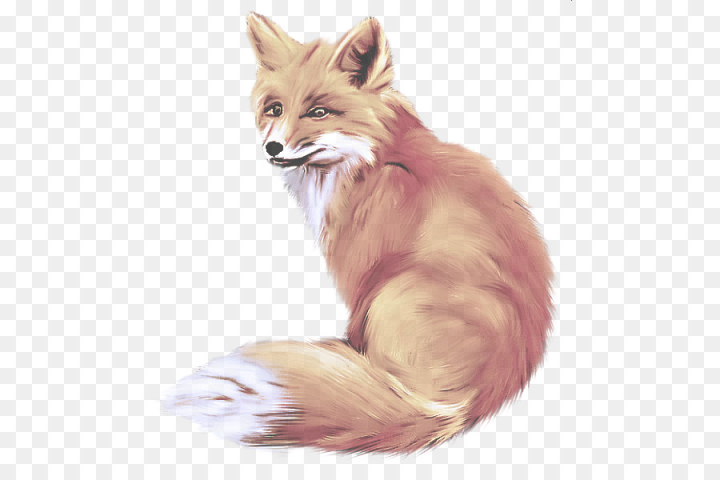 fox,red fox,whiskers,drawing,swift fox,wildlife,tail,png