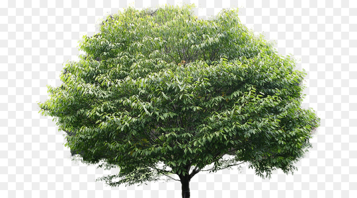 tree,plant,woody plant,flower,flowering plant,shrub,plane,grass,california live oak,png