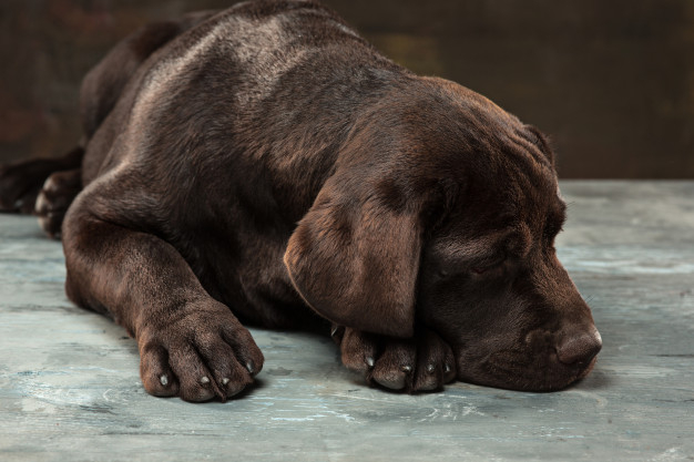 Free clearance chocolate labrador