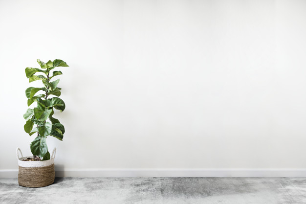 design space,fiddle leaf fig,copy space,copyspace,indoors,fiddle,houseplant,residence,flooring,interior decoration,fig,empty,copy,living,plain,wall mockup,blank,decor,apartment,concrete,fresh,minimal,minimalist,psd,gray,basket,floor,living room,interior,modern,decoration,plant,white,room,wall,color,space,wallpaper,home,green,leaf,house,design,mockup,background
