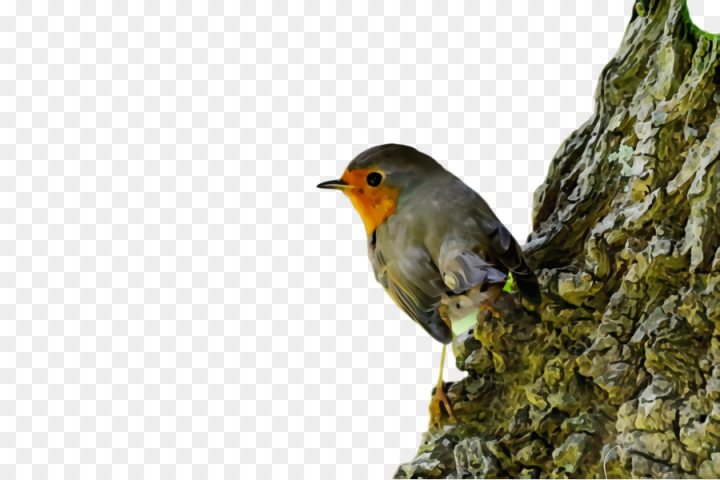 watercolor,paint,wet ink,bird,european robin,beak,old world flycatcher,songbird,perching bird,woodpecker finch,robin,finch,nightingale,png