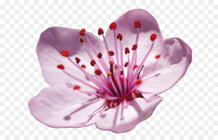 petal,flower,pink,cherry blossom,blossom,plant,flowering plant,wildflower,geranium,png