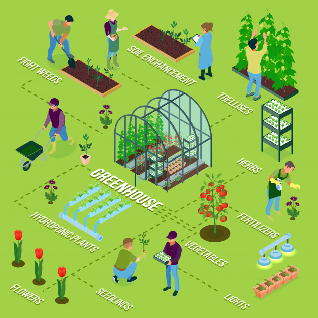 hydroponic,glasshouse,sprinkling,ripe,conservatory,trellis,harvesting,cultivation,horticulture,compost,personnel,irrigation,watering,facility,wheelbarrow,seedling,fertilizer,greenhouse,growing,greenery,equipment,nursery,cucumber,control,flowchart,production,weeding,soil,tulip,care,tomato,vegetable,agriculture,organic,worker,plant,isometric,fruit,food,flower,infographic