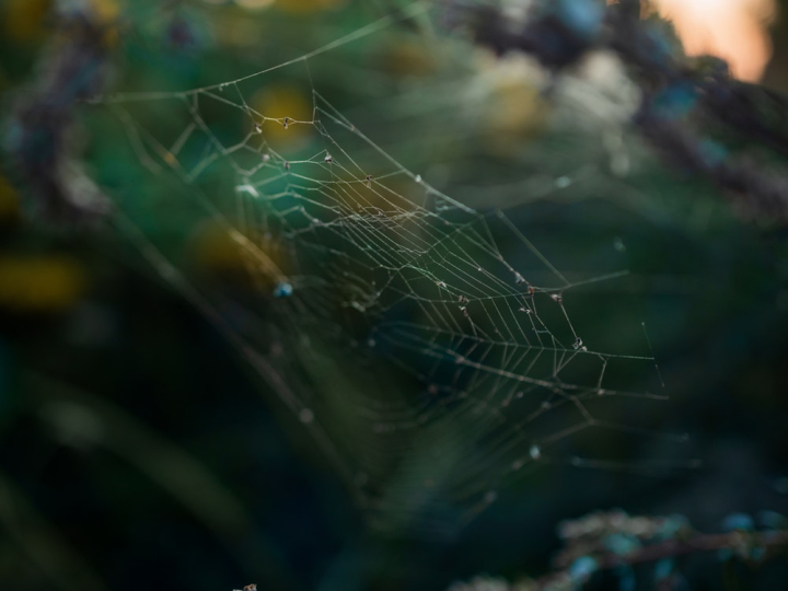 cobweb,macro,spider web,spider&#39;s web,spiderweb,trap,web
