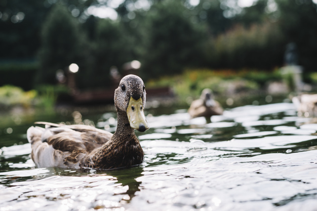 water,family,nature,bird,animal,beauty,feather,natural,environment,river,brown,swimming,duck,blur,lake,swim,portrait,day