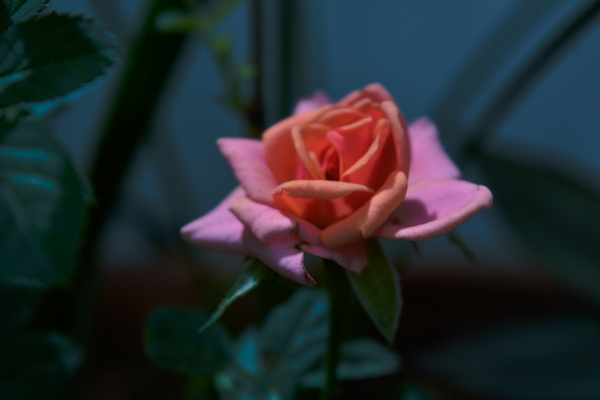 pink,petal,rose,flower,plant,green,dark,leaf,blur