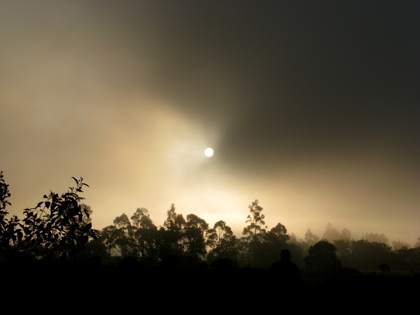 backlit,dark,dawn,dusk,evening,fog,foggy,landscape,light,mist,moon,nature,outdoors,silhouette,sky,sun,sunset,tree,trees,weather,Free Stock Photo