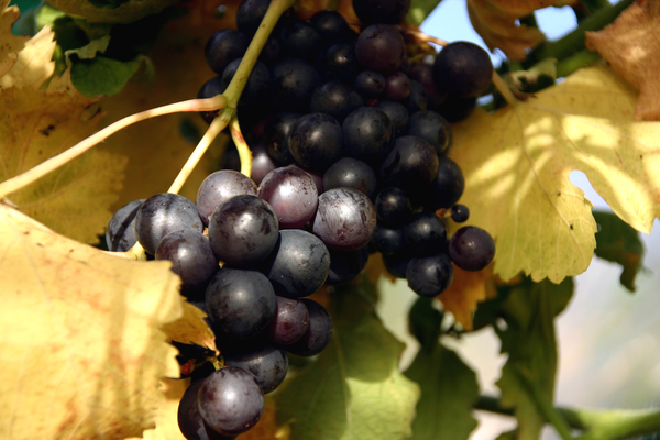grapes,fall,color,grape,leaves