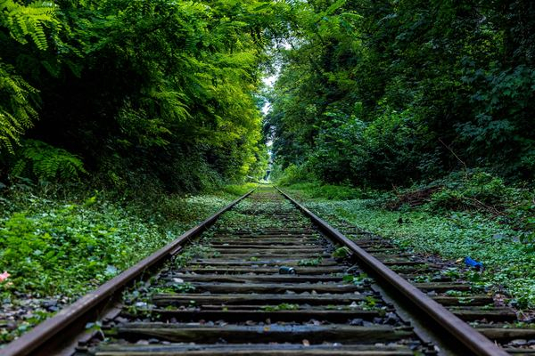 road,track,trail,-,road,grass,landscape,wallpaper,light,track,rail,forest,railroad,railway,overgrowth,overgrown,green,crowded,distance,far,tree