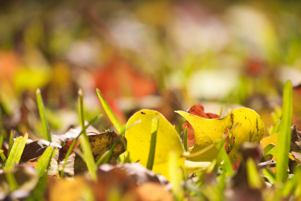 fall,nature,autumn,leaves,grass,landscape