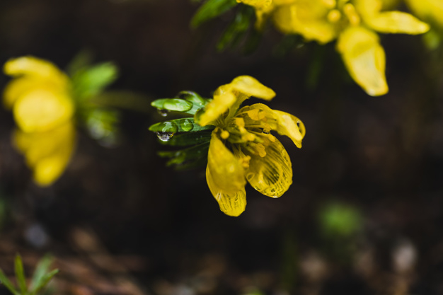 flower,floral,flowers,water,summer,nature,garden,yellow,elegant,plant,agriculture,environment,ecology,drop,growth,care,fresh,blossom,beautiful,flora