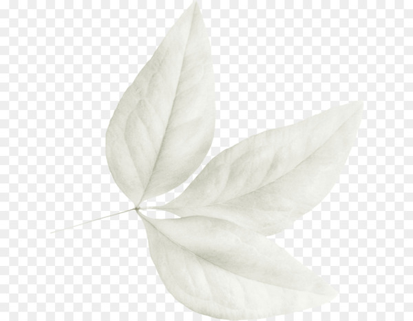 petal,leaf,white,black and white,monochrome photography,plant,monochrome,flower,wing,still life photography,png