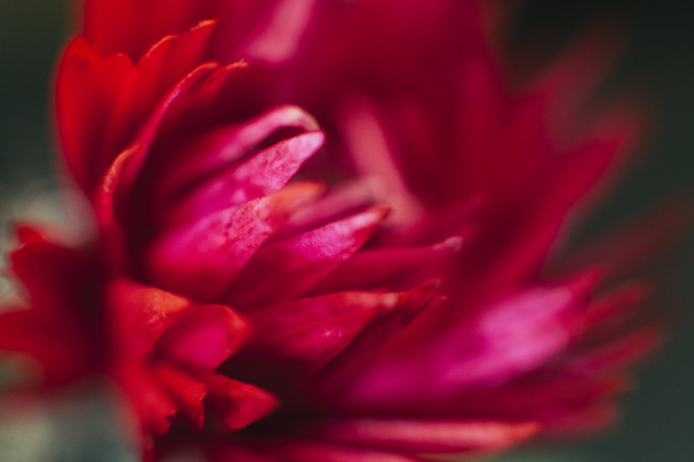 pattern,flower,abstract,texture,nature,red,spring,plant,natural,decorative,growth,blossom,bright,day,season,pretty,bloom,dahlia,closeup