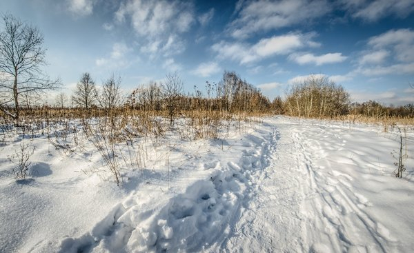 landscape,nature,snow,tree,winter